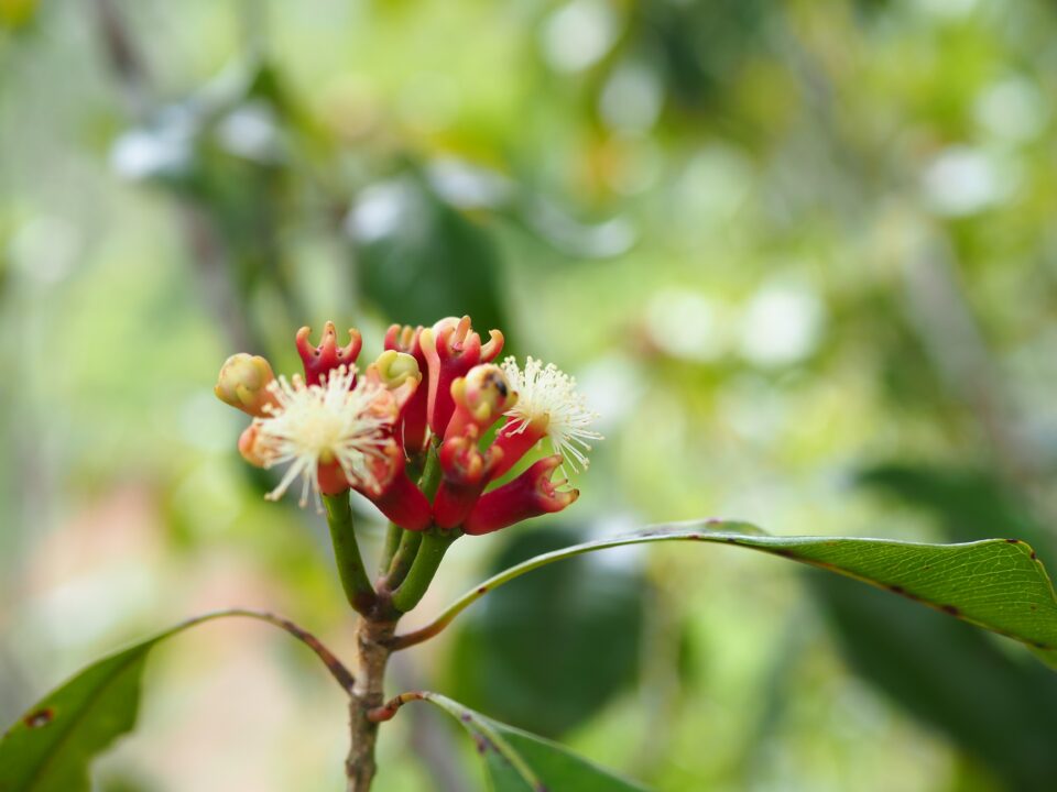 Flor cravo-da-india.