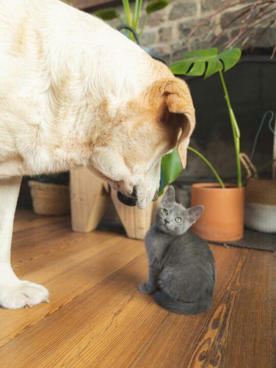 Nomes-mais-populares-de-2025-capa