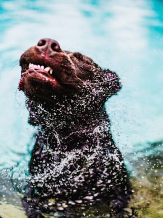 cachorro-na-piscina-capa