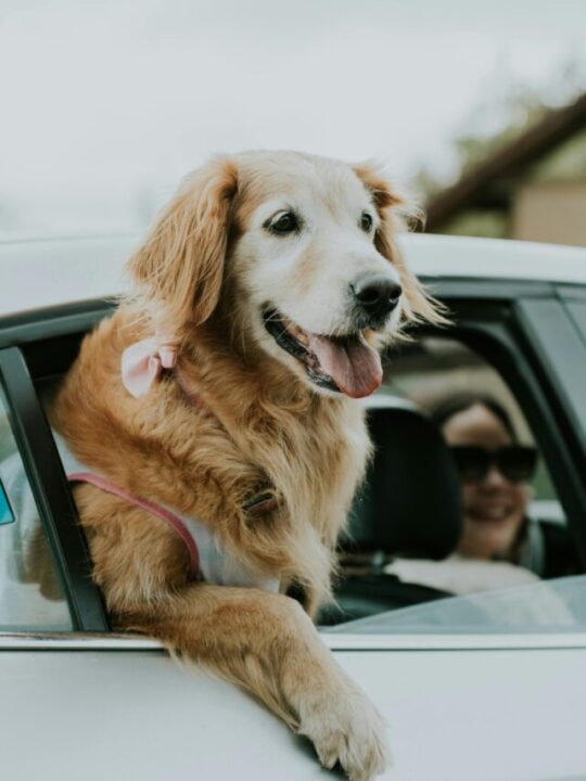 Imagem de cachorro no carro