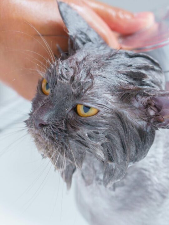 Imagem de gato molhado