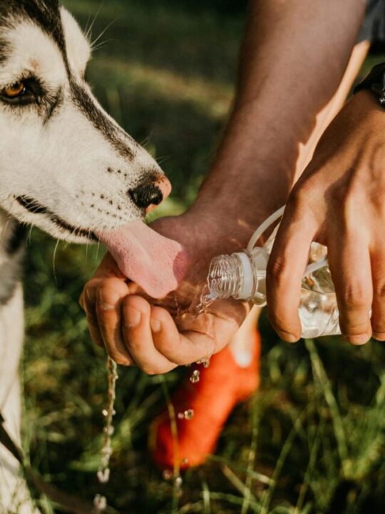 Imagem de cachorro bebendo água