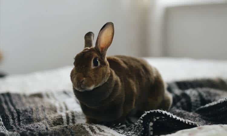 Coelho em cima da cama.