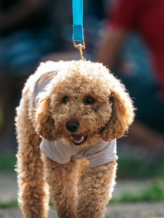 Cachorro passeando com guia azul.