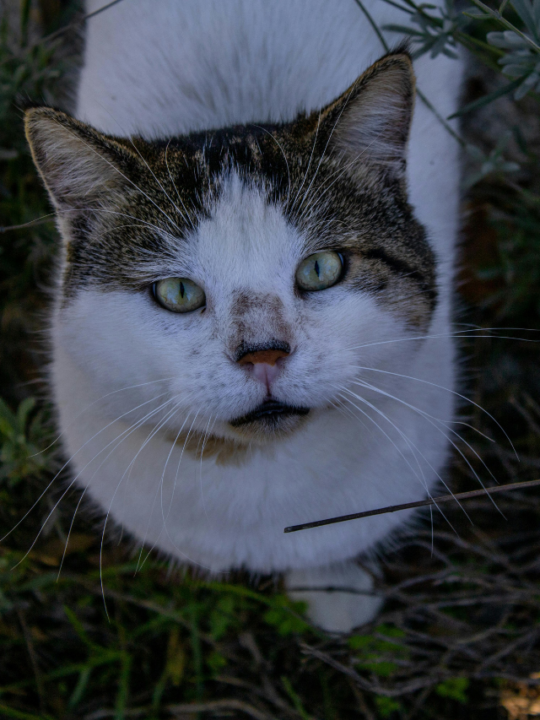Gato branco com partes tigradas na grama.