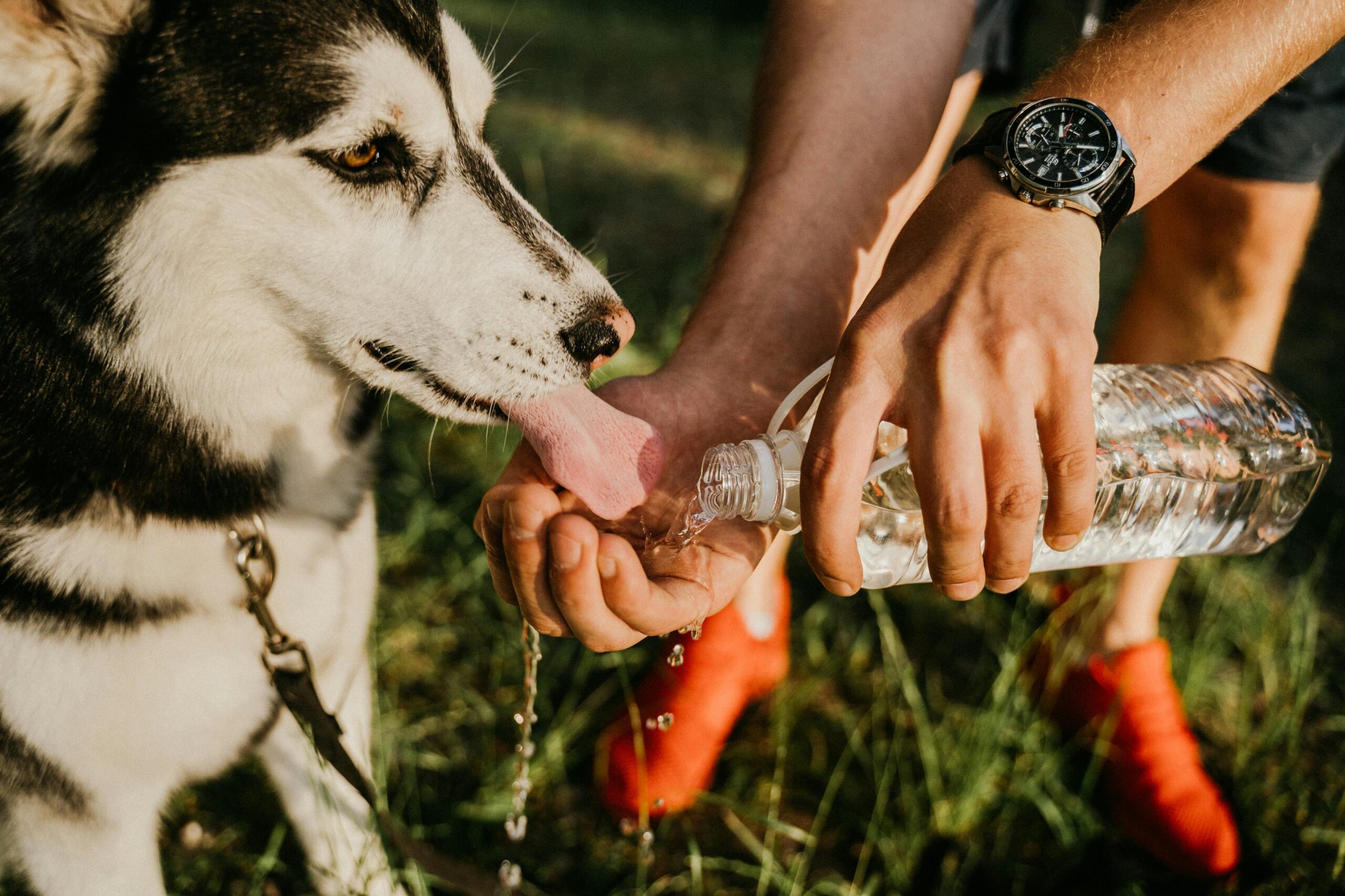 Imagem de cachorro bebendo água