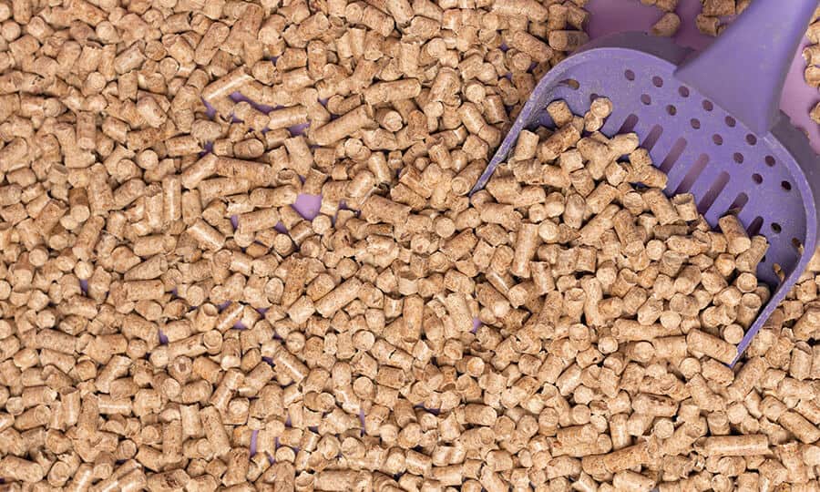 Caixa de areia de gato com pá roxa.