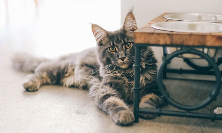 Gato deitado perto do comedouro.