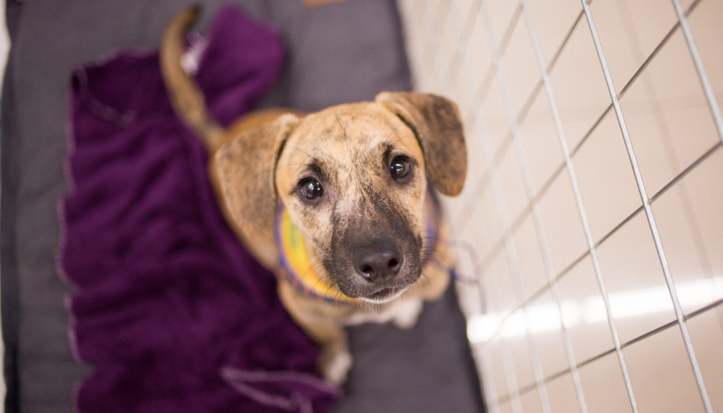 Cachorro SRD olhando para cima.