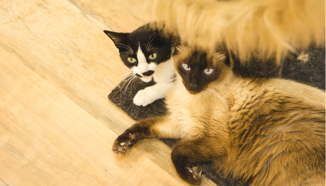 Dois gatos deitados no chão.