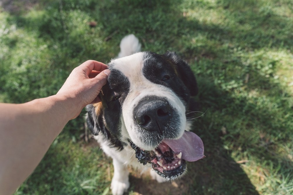 Cachorro Bernese recebendo carinho na cabeça.
