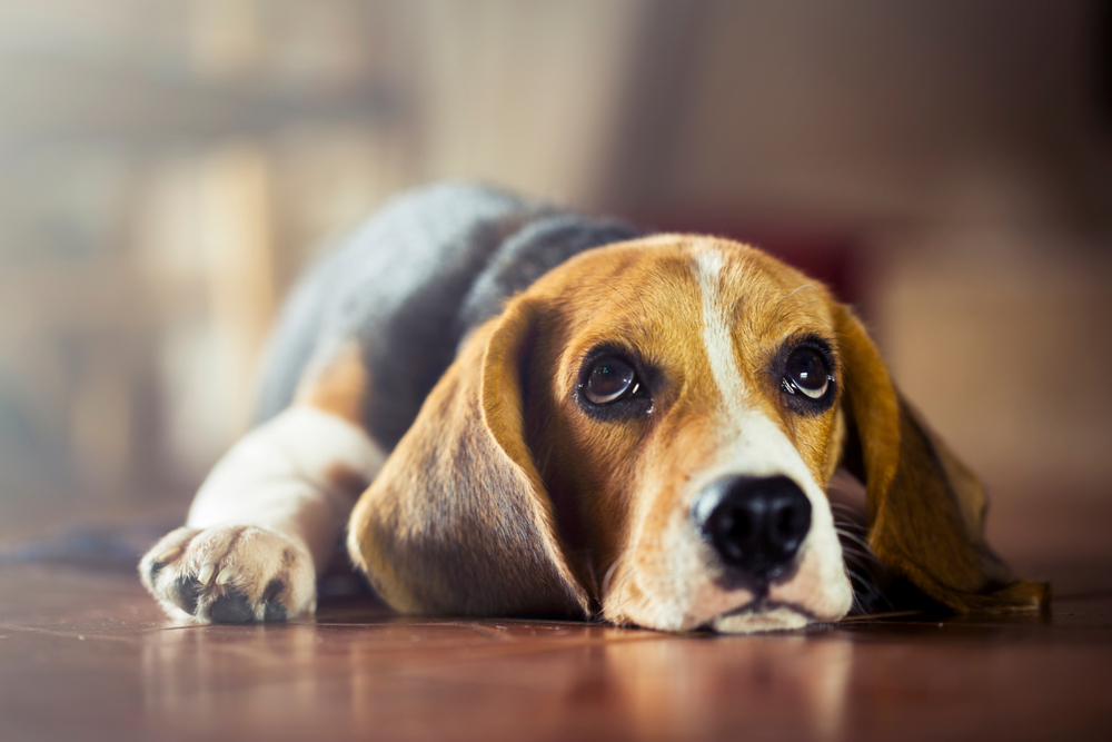 Mudanças de comportamento do pet no calor: o que observar e como cuidar? 1 Imagem de cachorro