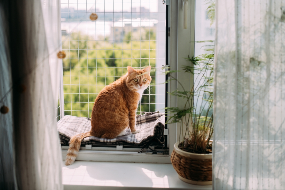 Mudanças de comportamento do pet no calor: o que observar e como cuidar? 2 Imagem de gato