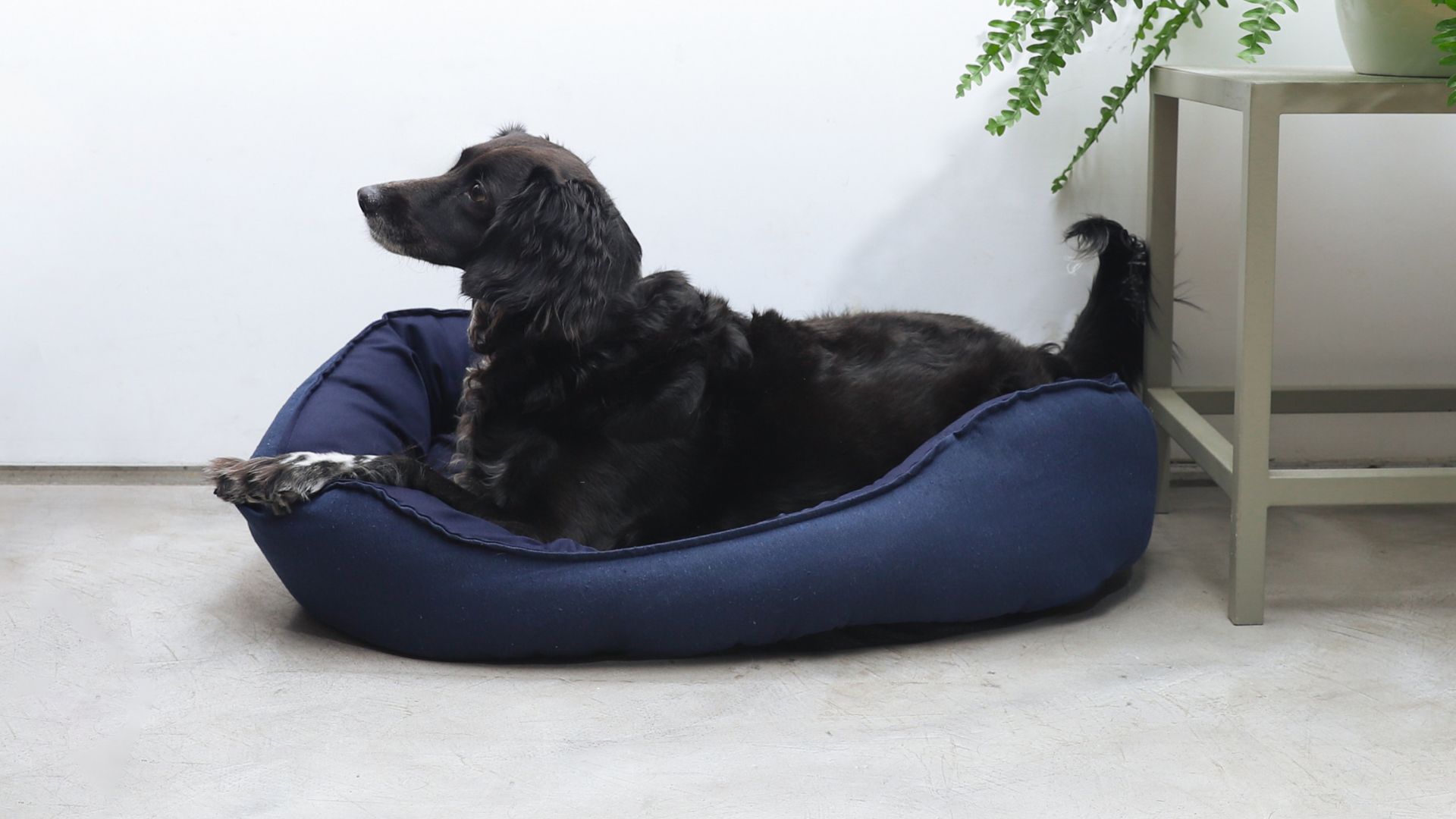 Imagem de cachorro deitado em cama