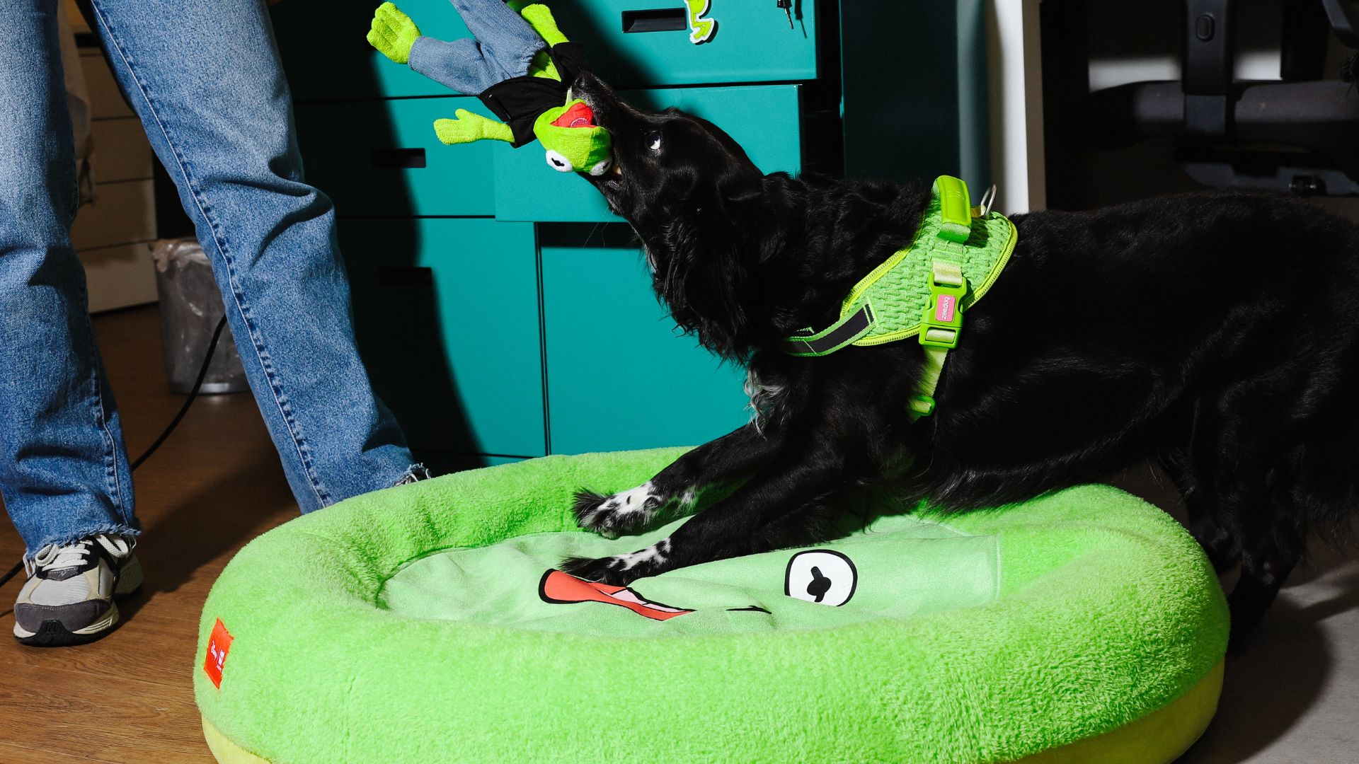 Imagem de cachorro deitado em cama