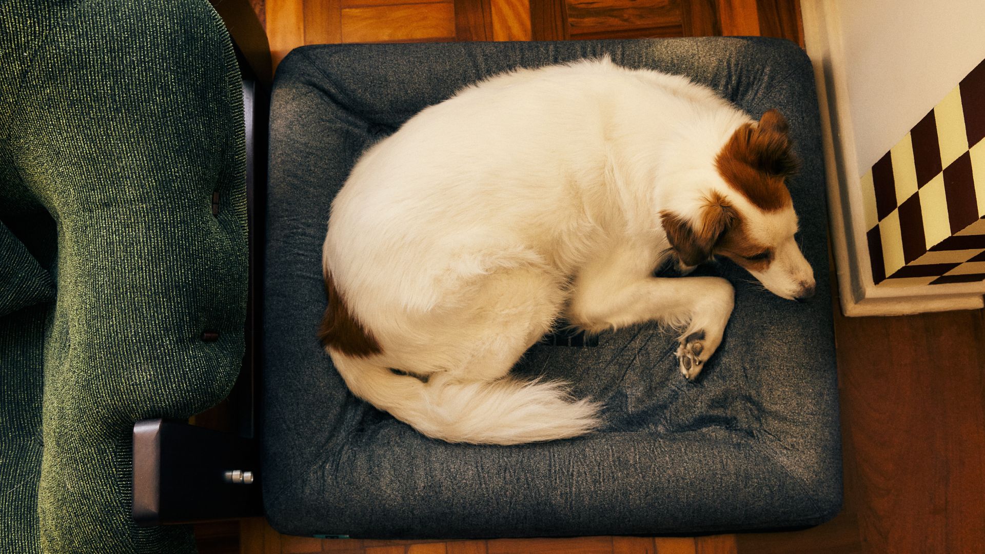 Imagem de cachorro deitado em cama