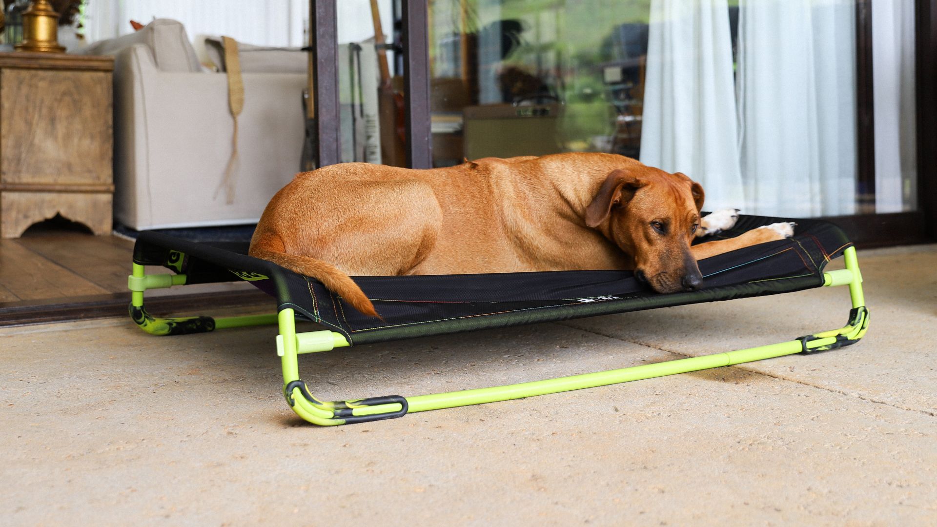 Imagem de cachorro deitado em cama