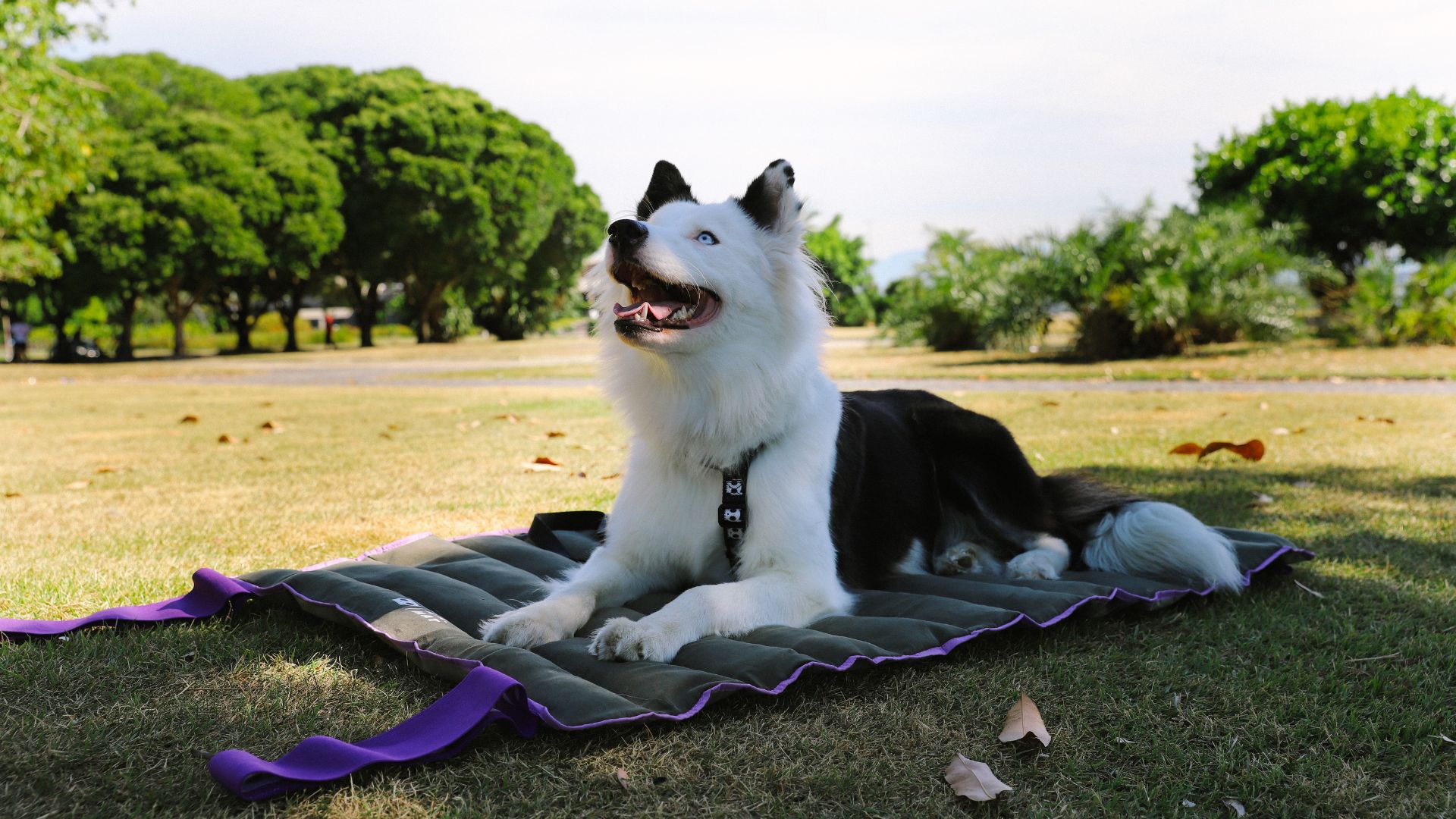 Imagem de cachorro deitado em cama