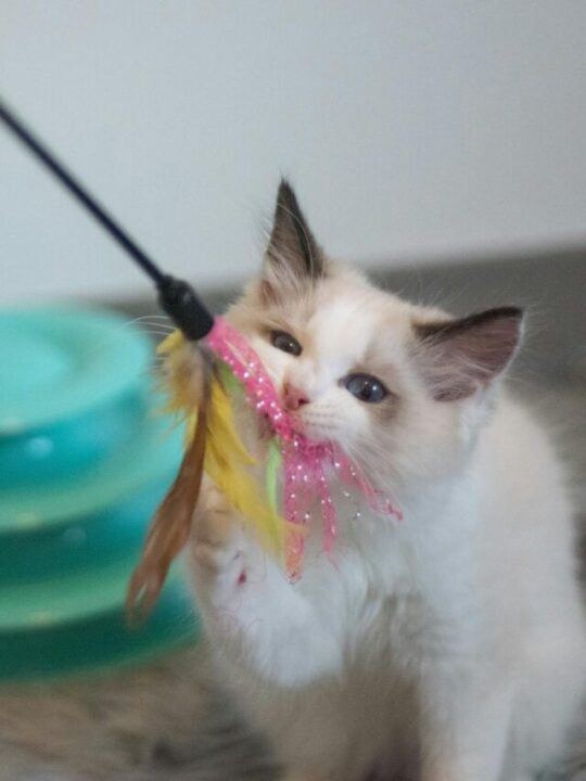 Hotel-pet-ou-pet-sitter-capa