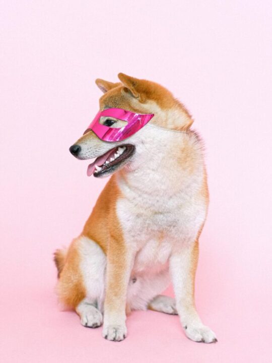 Cachorro com máscara de carnaval.