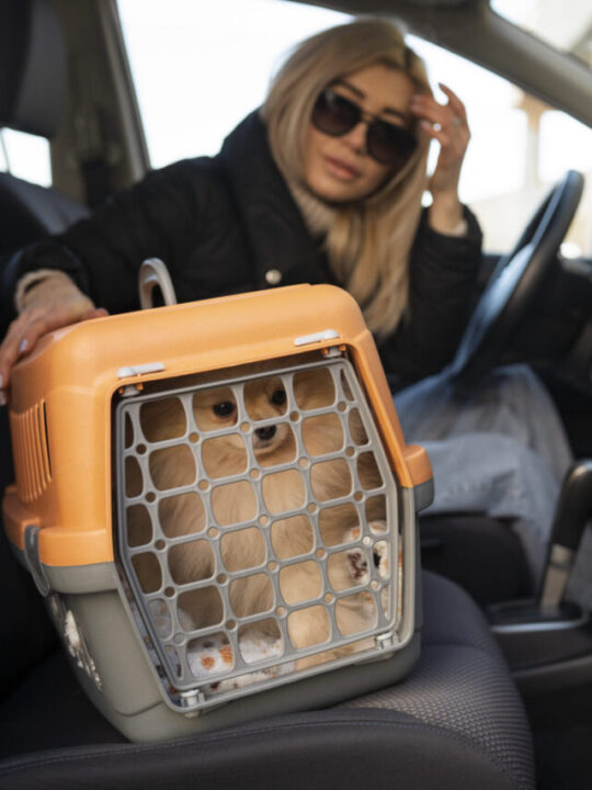 Mulher no banco do motorista e caixa de transporte com gato ao lado.