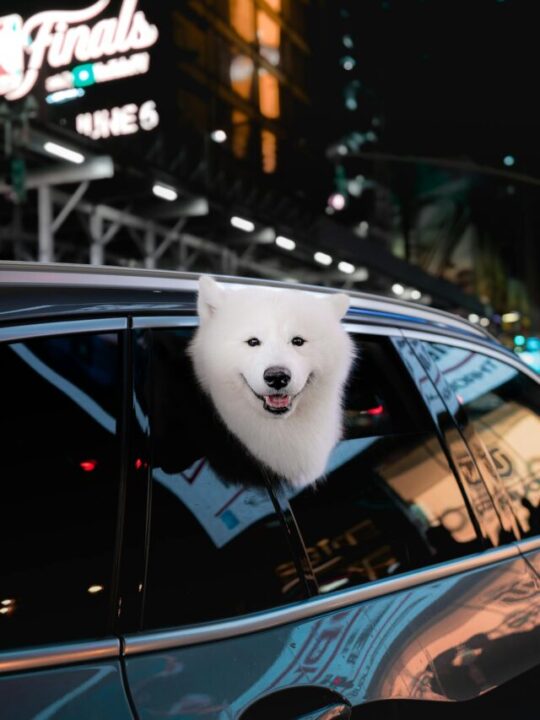 check-list-para-viajar-com-pet-capa