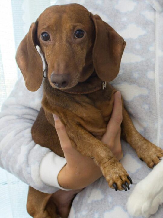 Gato e cachorro sendo segurados nos braços pelo tutor.