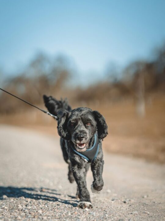 Cachorro correndo na estrada.
