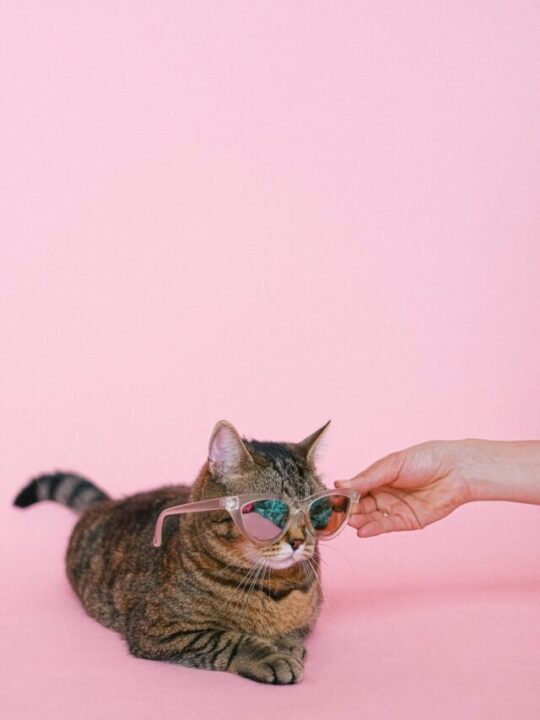 Imagem de gato de fantasiado