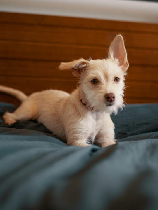 Cachorro deitado na cama.