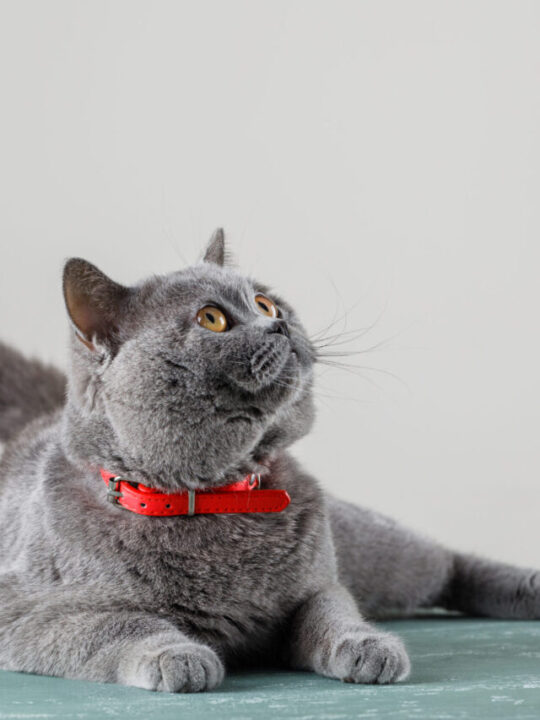 Imagem de gato com coleira