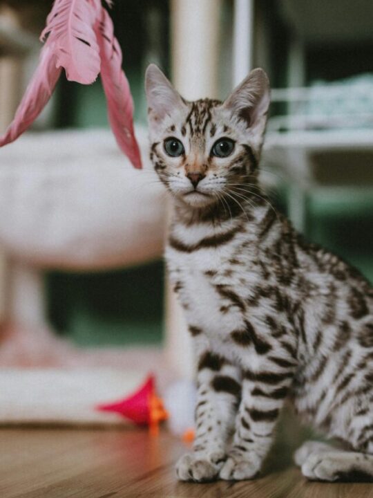 Imagem de gato brincando