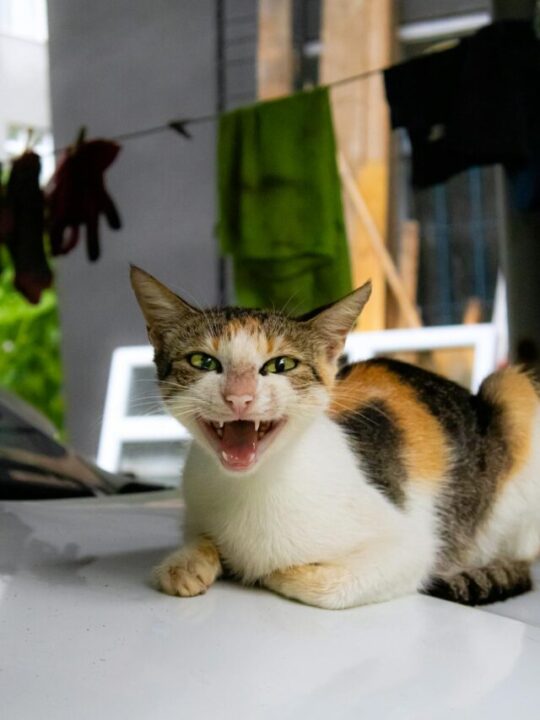 produtos-para-acalmar-animais-capa