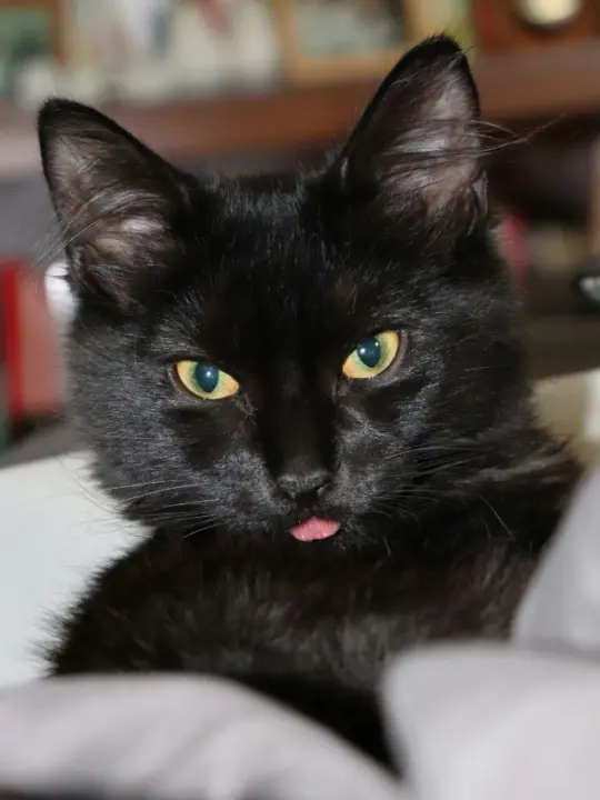 dia-nacional-da-conscientizacao-do-gato-preto-6-540x720