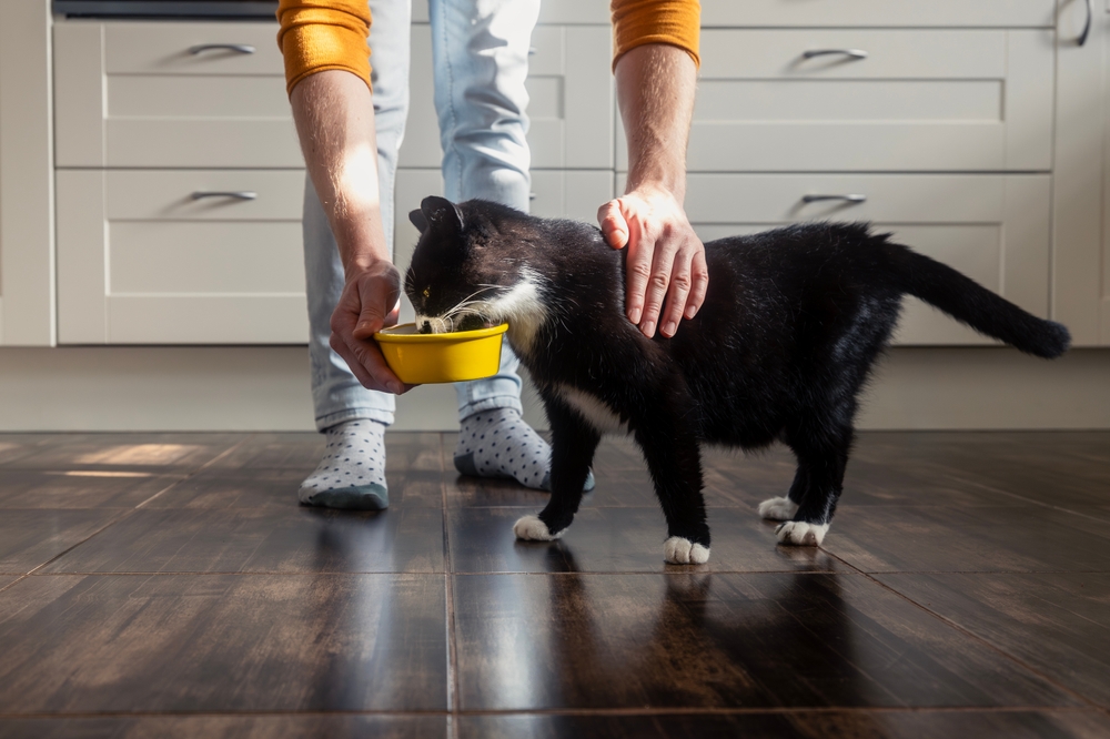 Tutora segurando comedouro para o gato.
