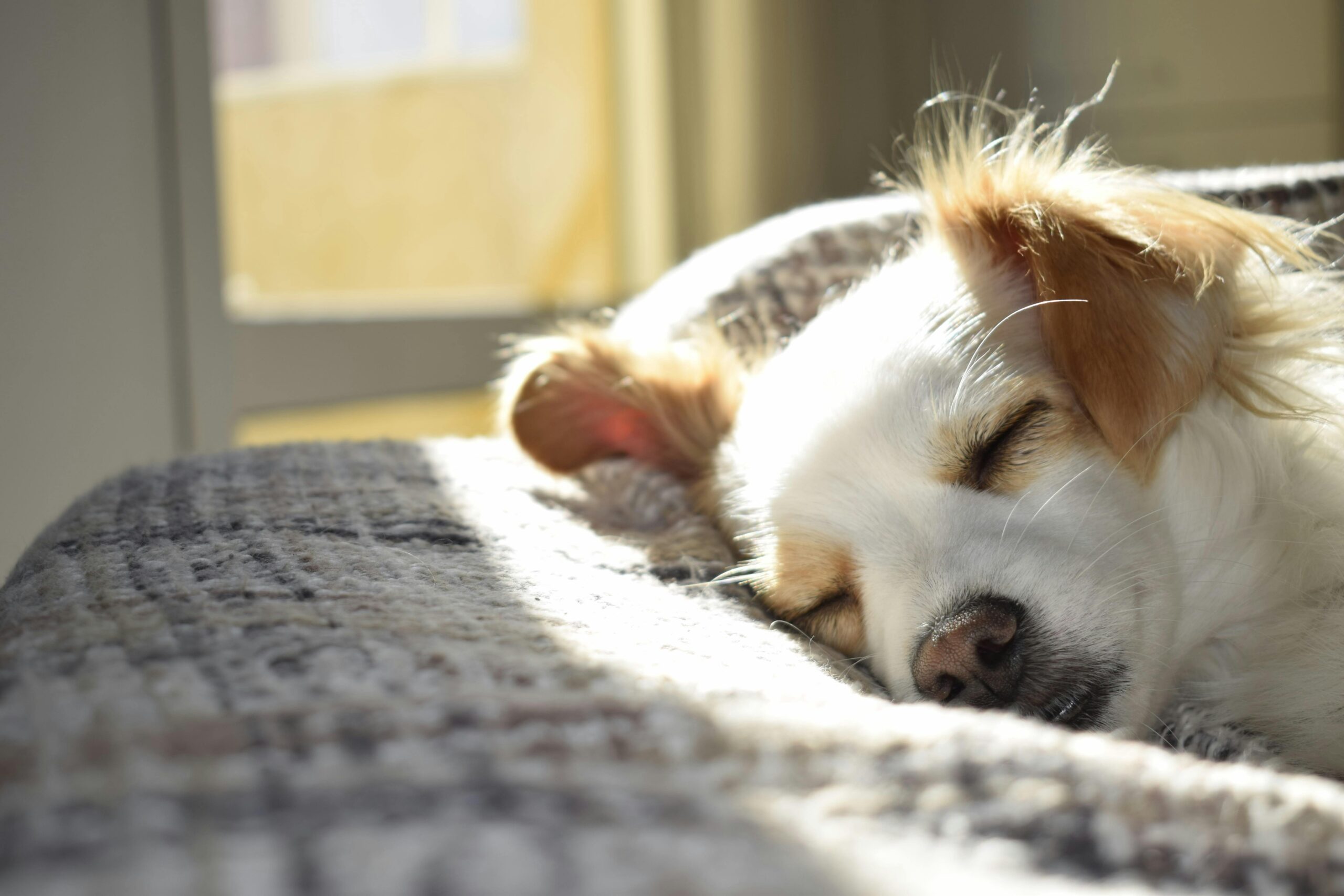 Imagem de cachorro