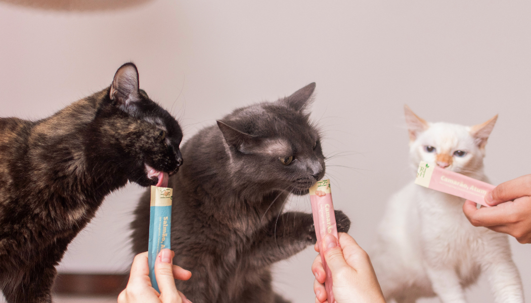 Semana do Gato: 10 produtos que vão mudar a rotina do seu gato 4 Três gatos comendo petisco.