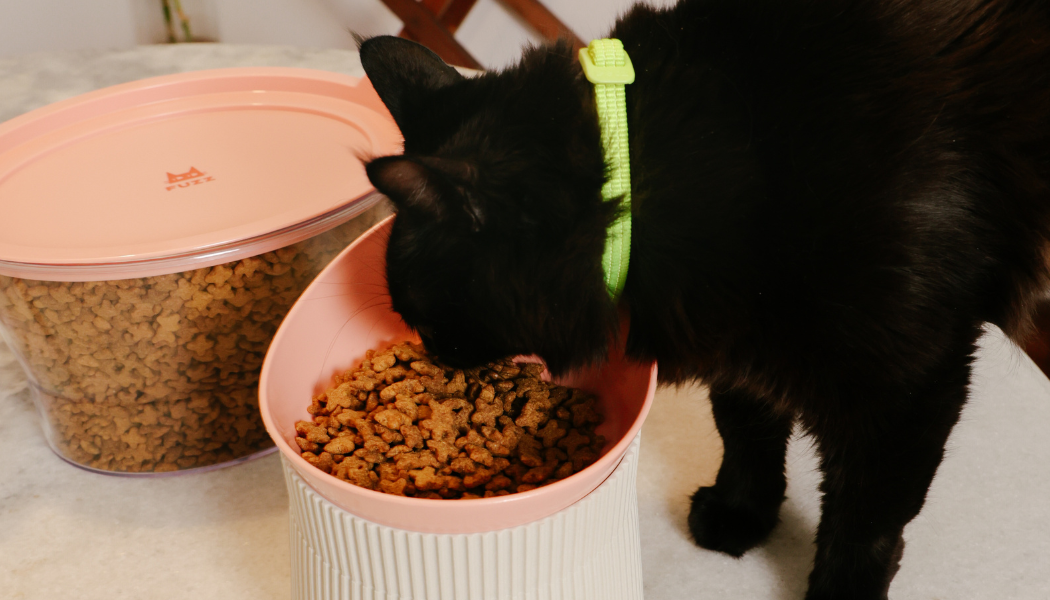 Semana do Gato: 10 produtos que vão mudar a rotina do seu gato 6 Gato preto comendo.