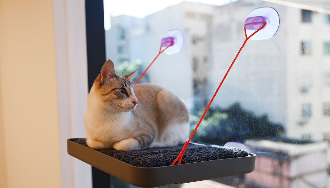 Semana do Gato: 10 produtos que vão mudar a rotina do seu gato 7 Gato deitado em cama para janela.