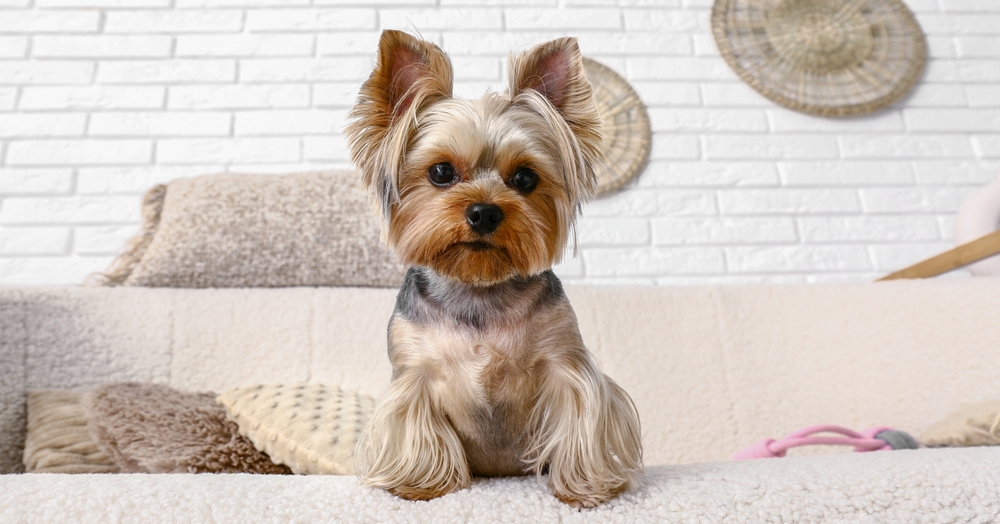 Cute,Yorkshire,Terrier,Dog,Sitting,On,Sofa,In,Living,Room
