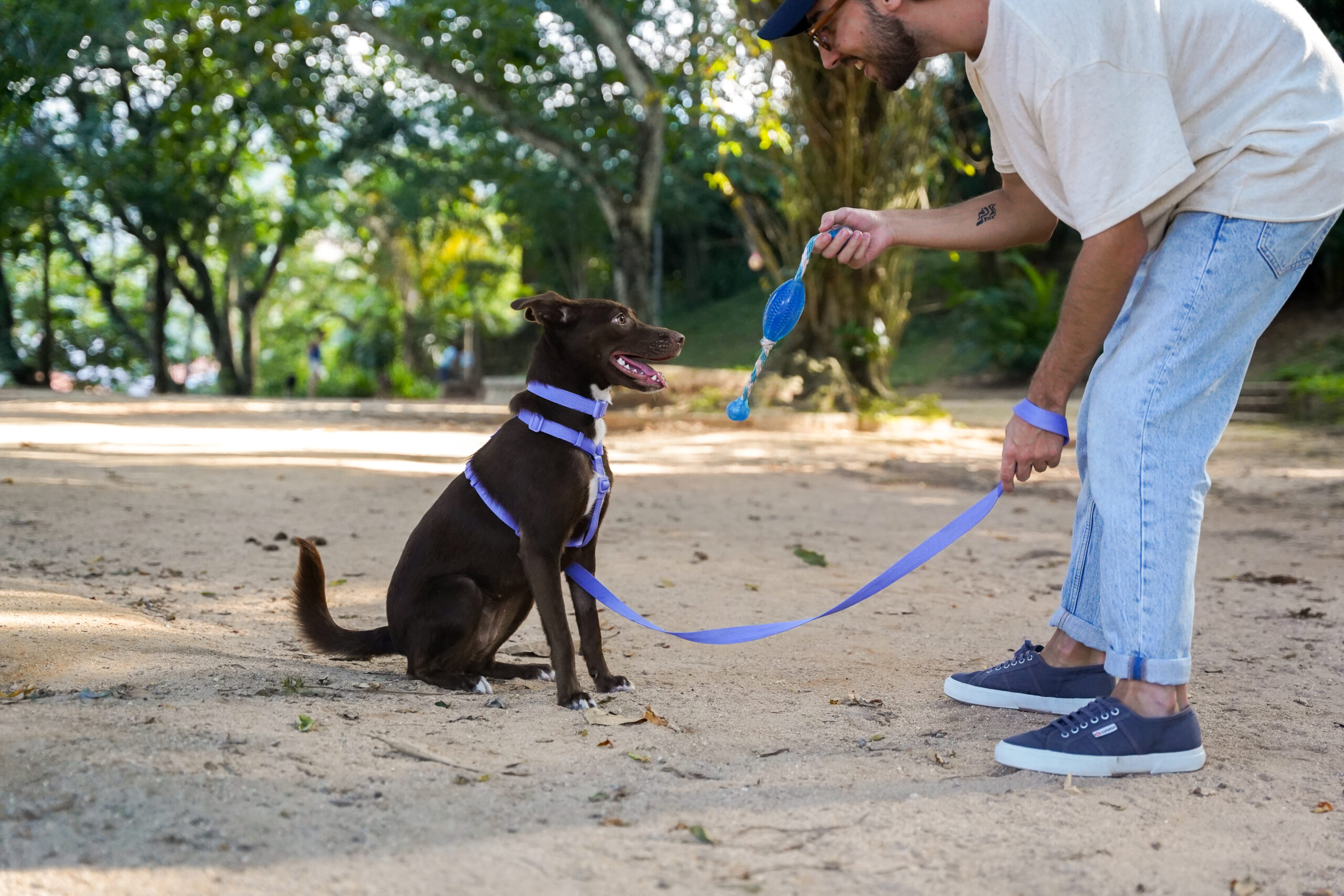 cachorro com guia no parque