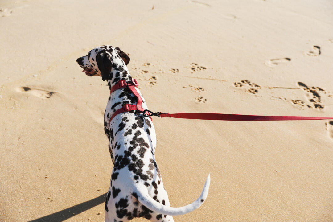cachorro com guia na praia