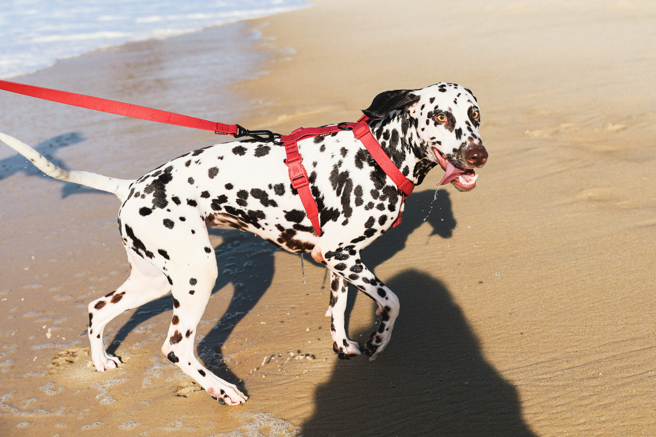 cachorro dálmata com guia passeando na praia
