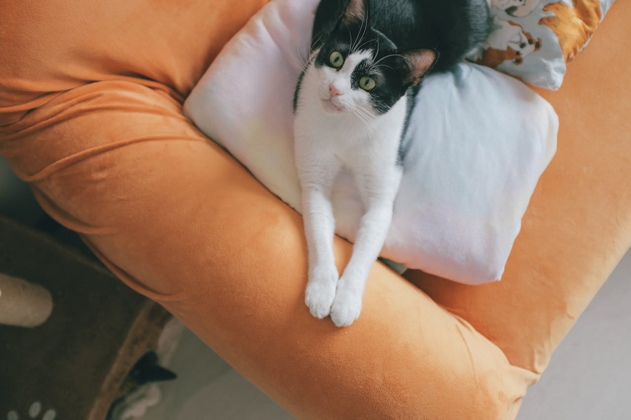 cama-de-gato-interna-5