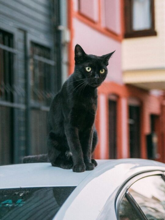 gatos-caminho-de-casa-capa