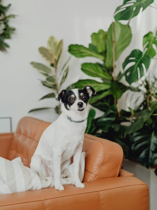 Imagem de cachorro com planta