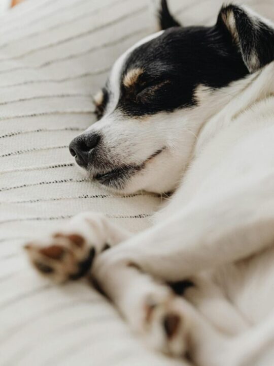 Cachorro com pelo branco e preto dormindo.