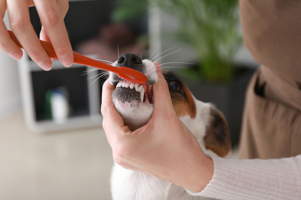 Doença periodontal: 80% dos cachorros com mais de 2 anos podem ter a condição 2 cachorro escovando o dente