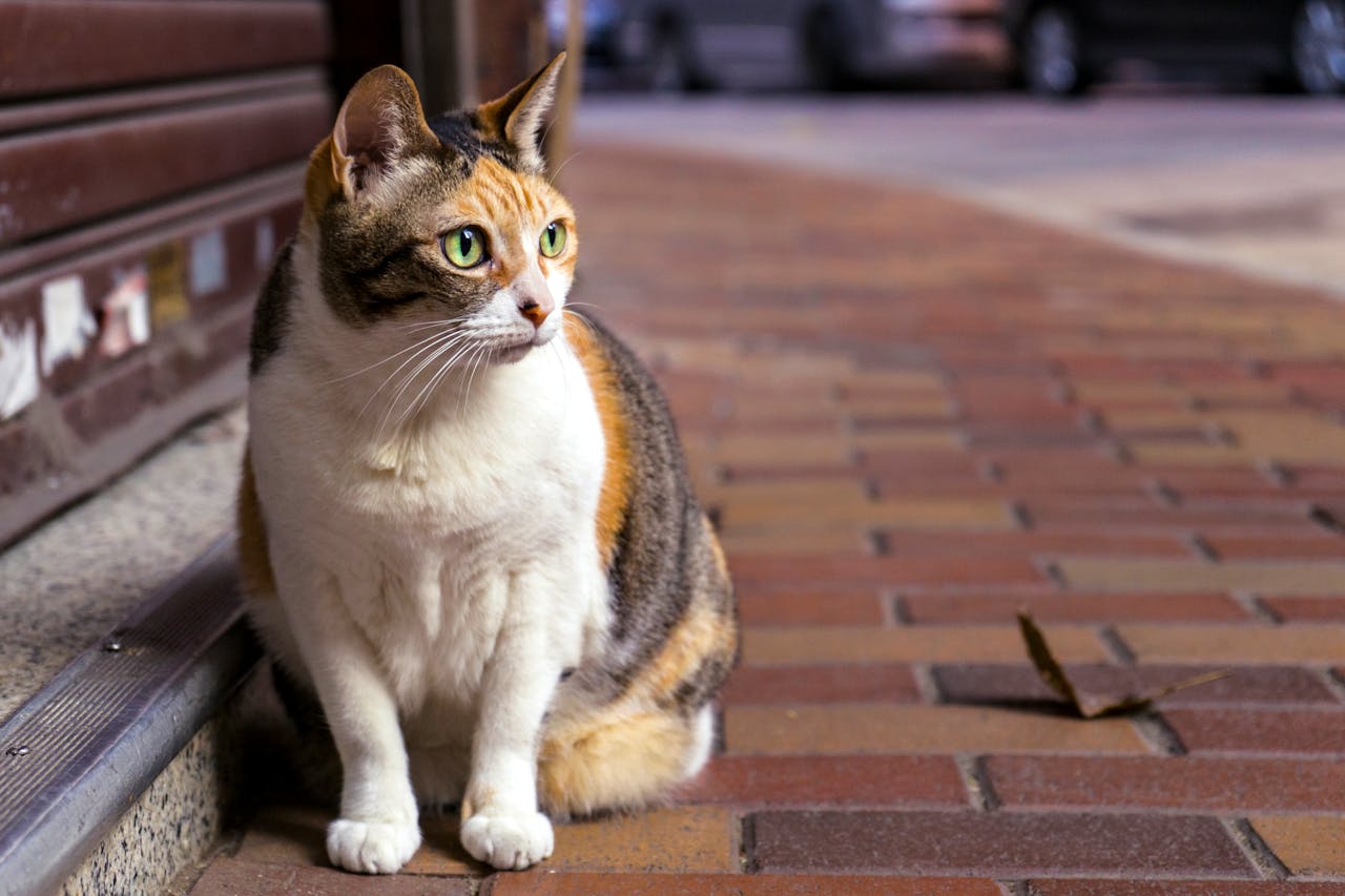 gatos-caminho-de-casa-interna-2