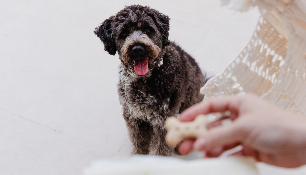 Imagem de cachorro comendo petisco